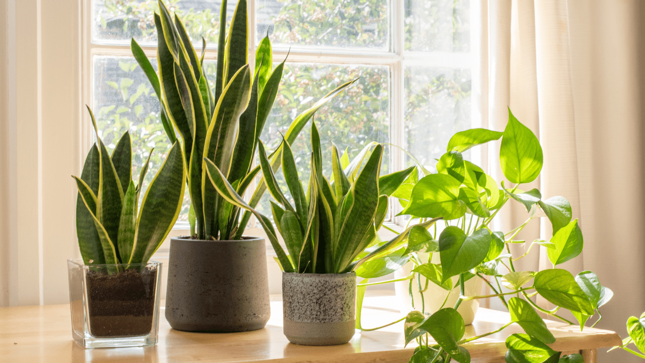 Como Cuidar de Plantas Dentro de Apartamento