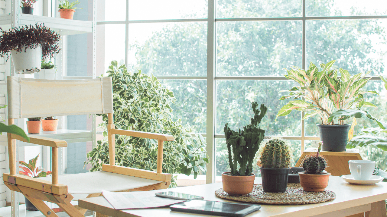 Como Cuidar de Plantas em Casa