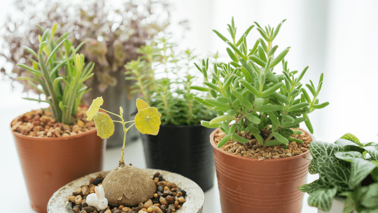 Como Decorar Varanda Pequena com Plantas
